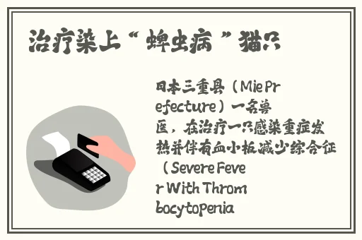 床上叫打扑克